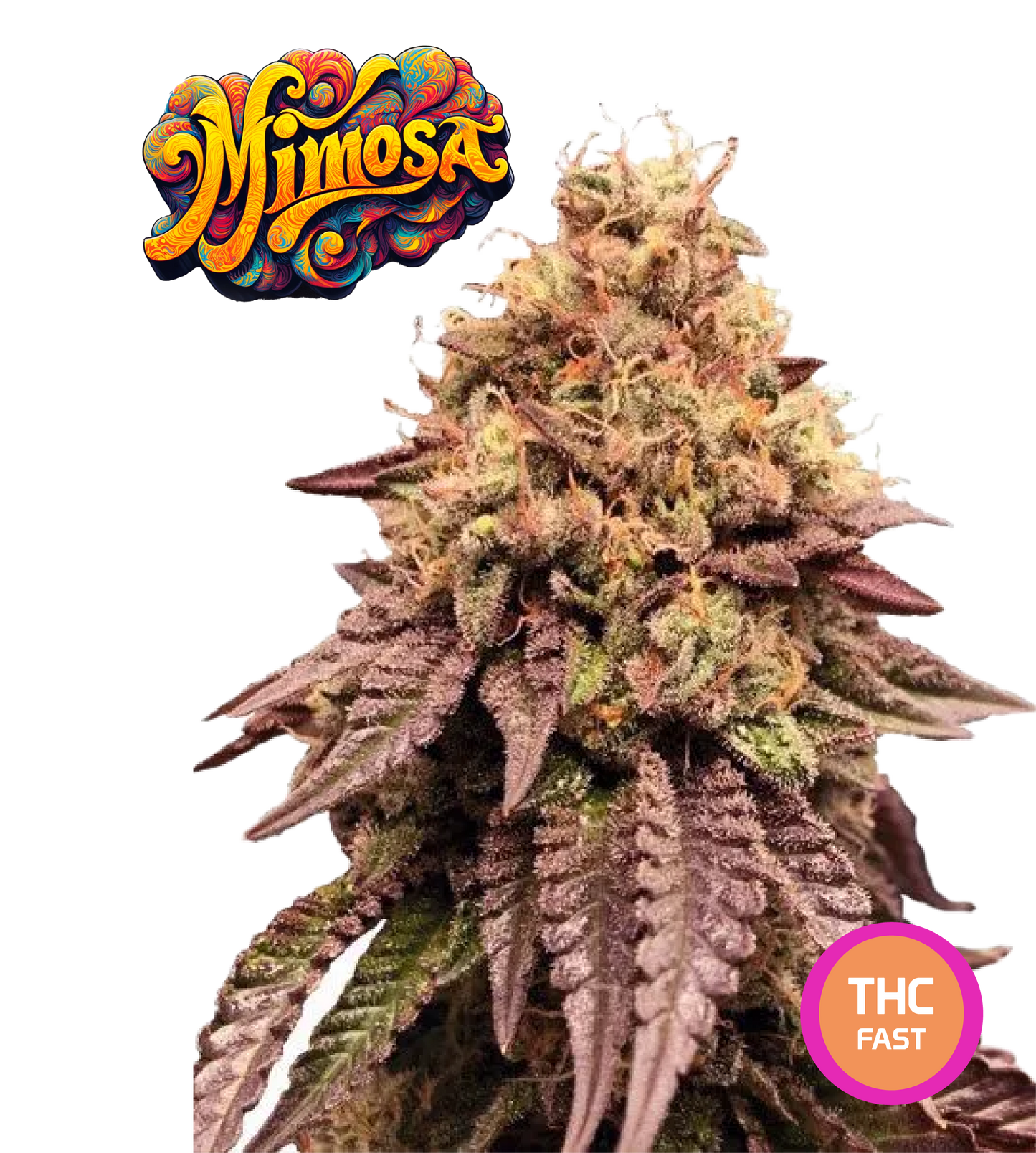Mimosa EVO Feminized Cannabis Seeds THC Fast Seeds | THC 20-25% Feminized Cannabis Seeds Ready to Grow - MamaMary