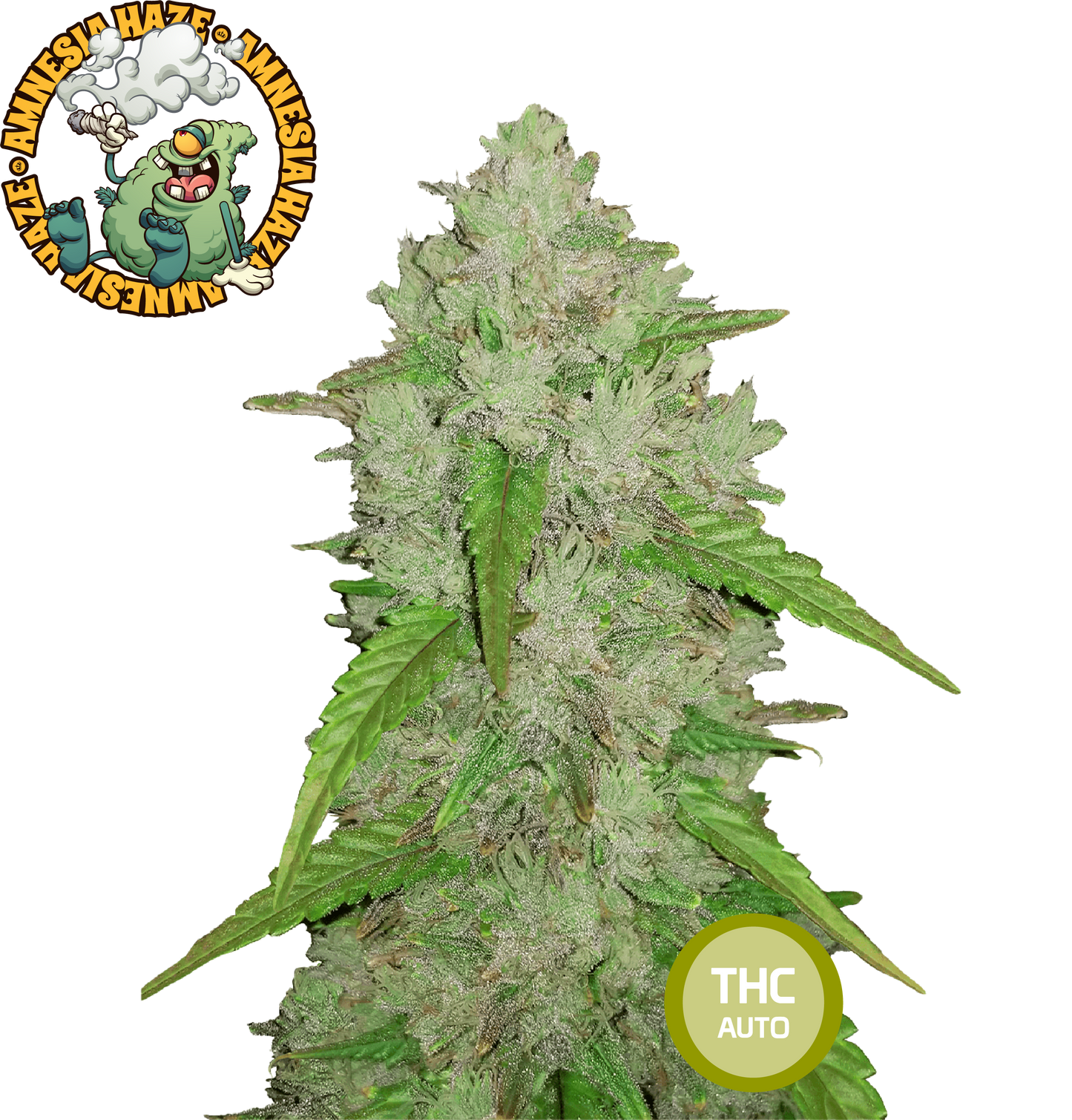 Amnesia Haze Semi di Cannabis Femminizzati THC Auto Seeds | THC 15-20% - MamaMary