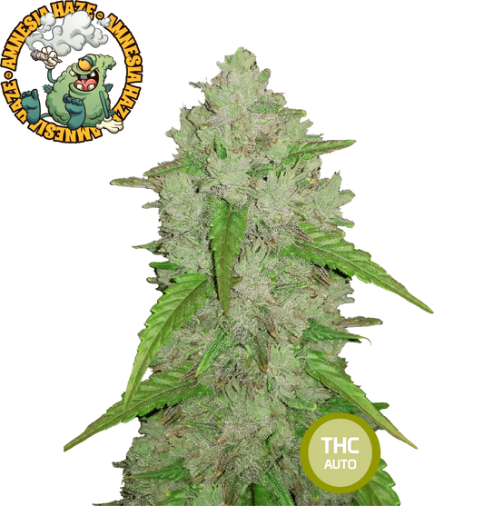 Amnesia Haze Feminized Cannabis Seeds THC Auto Seeds | THC 15-20% - MamaMary