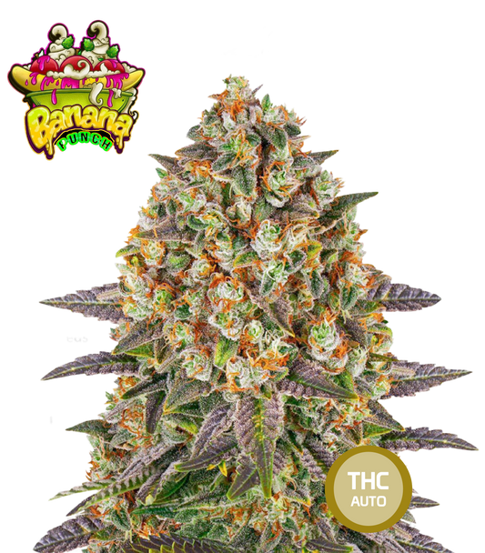 Banana Punch Feminized Cannabis Seeds THC Auto Seeds | THC 20-25% - MamaMary