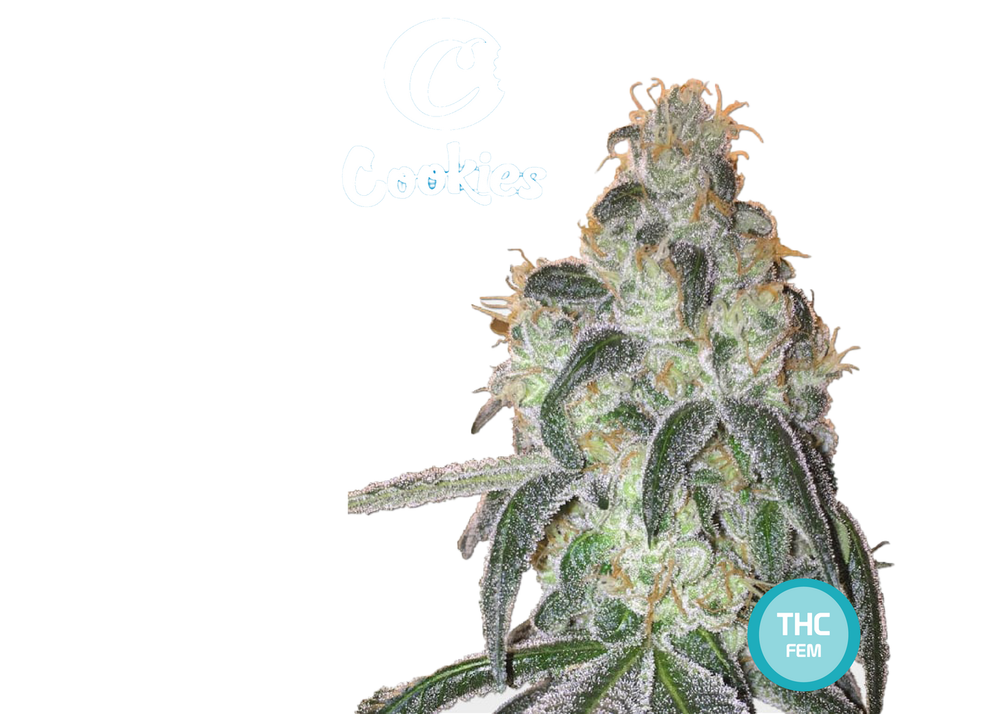 Cookies Semi di Cannabis Femminizzati - THC Cannabis Seeds - Acquista i semi di Cannabis | THC 20-25% - MamaMary