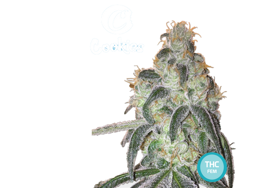 Cookies Feminized Cannabis Seeds - THC Cannabis Seeds - Buy Cannabis Seeds | THC 20-25% - MamaMary 