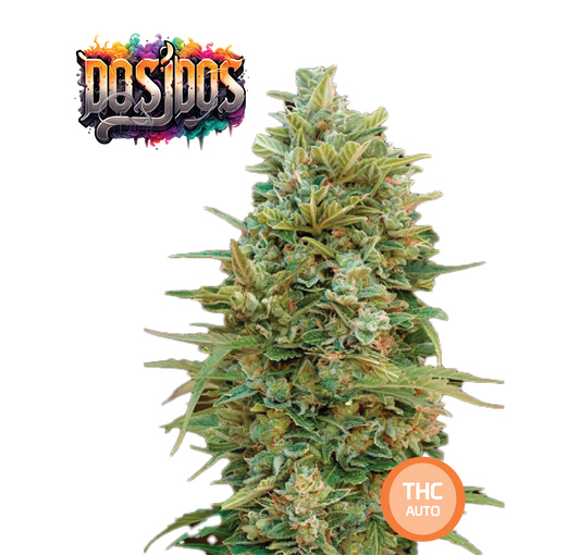 Do-Si-Dos Cannabis Seeds - THC Auto Seeds Do Si Dos - THC 18-22% - MamaMary