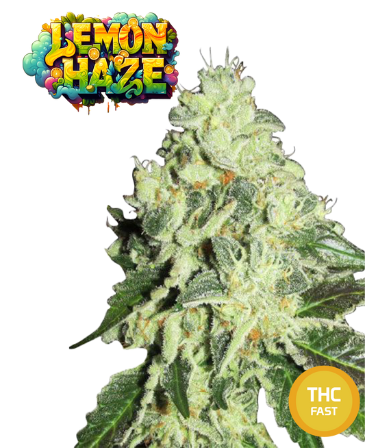 Lemon Haze Feminized Cannabis Seeds THC Fast Seeds | THC 18-22% - MamaMary