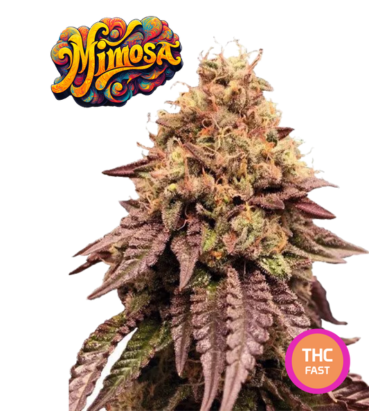 Mimosa EVO Semi di Cannabis Femminizzati THC Fast Seeds | THC 20-25% Semi Cannabis Femminizzati Ready to Grow - MamaMary