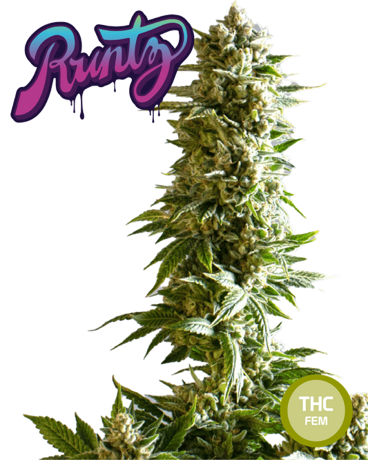 Runtz Semi di Cannabis Femminizzati THC Seeds  | THC 20-25% - MamaMary