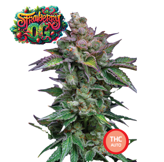 Strawberry OG Semi di Cannabis THC Fem Auto Seeds | THC 18-22% - MamaMary