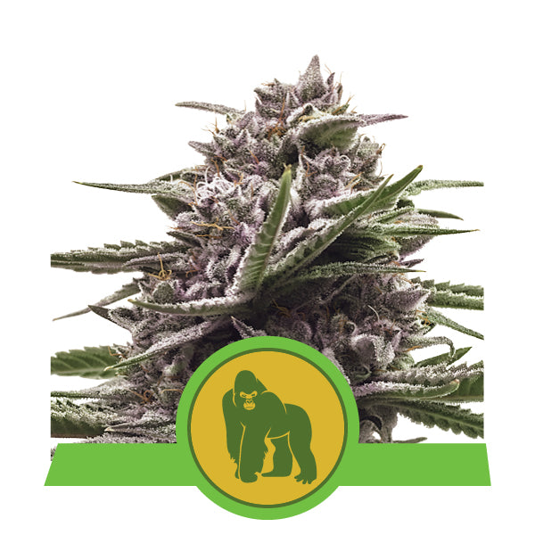 Royal Gorilla Automatic