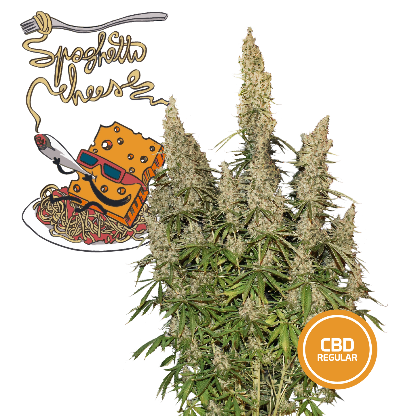 3 Semi Cannabis da Collezione SPAGHETTI CHEESE CBD - mamamary