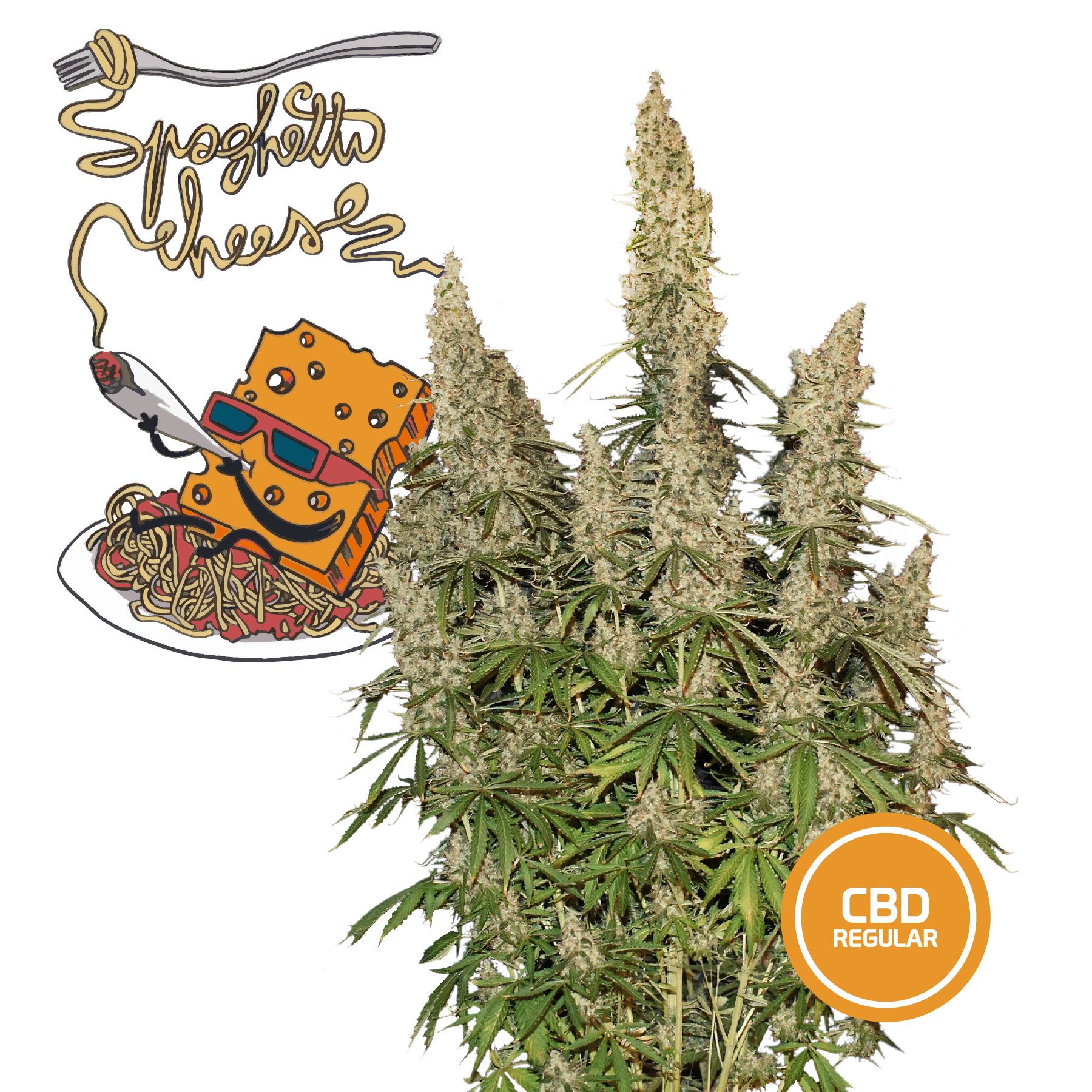 3 Semi Cannabis da Collezione SPAGHETTI CHEESE CBD - mamamary