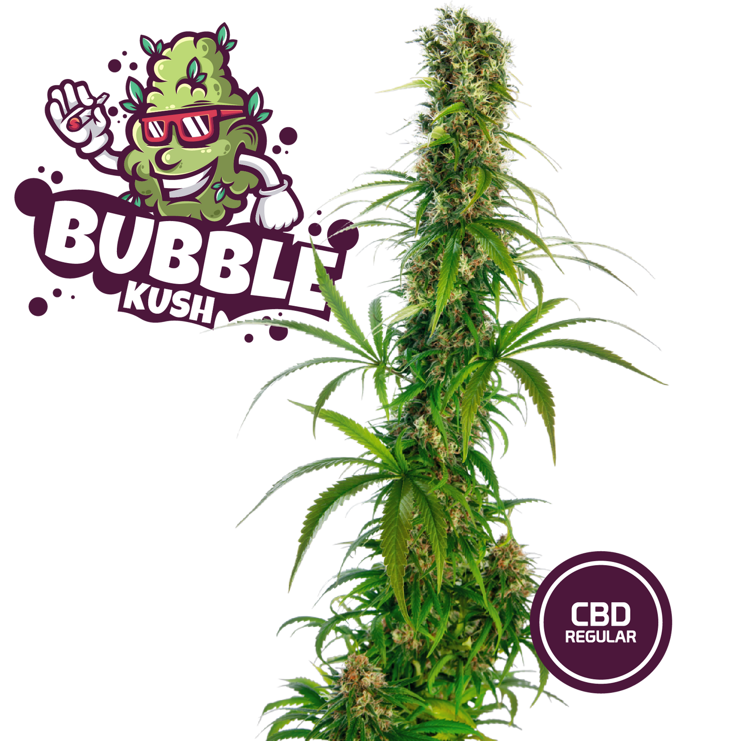 3 Semi da Collezione Bubble Kush CBD - mamamary