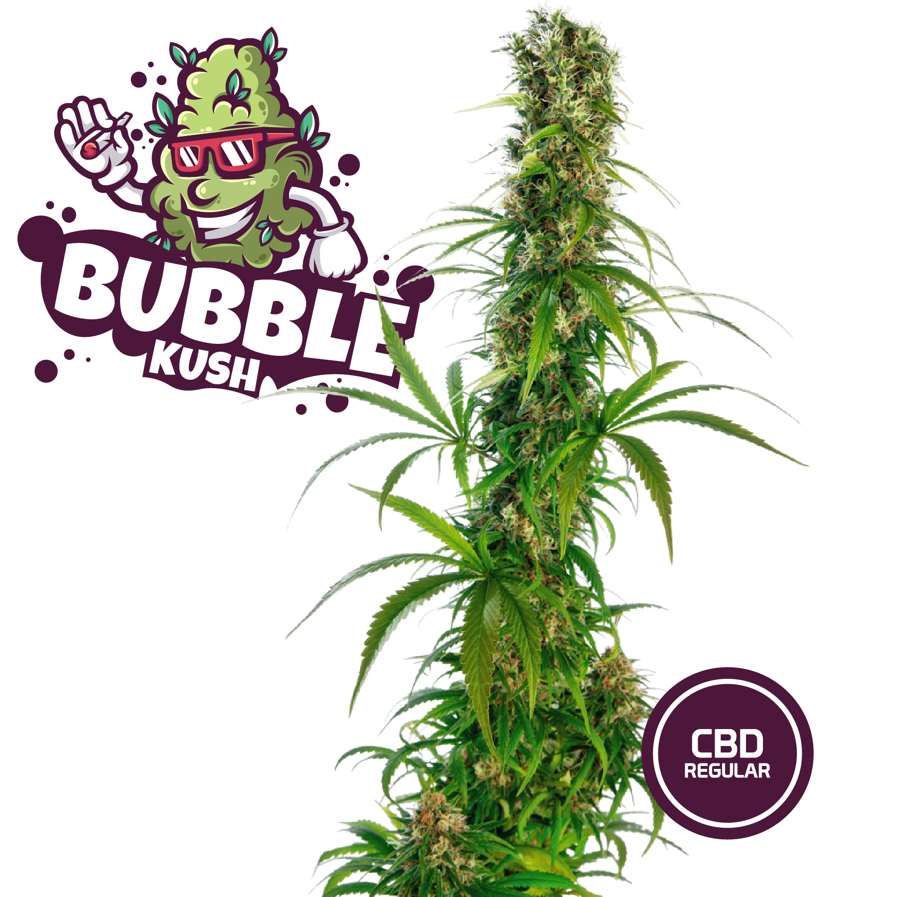 3 Semi da Collezione Bubble Kush CBD - mamamary