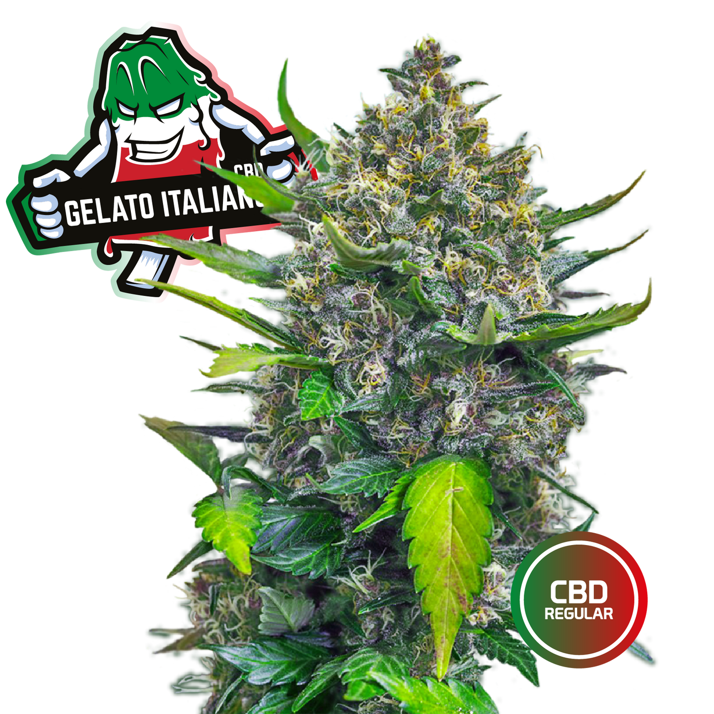 3 Semi Cannabis da Collezione Gelato Italiano CBD - mamamary