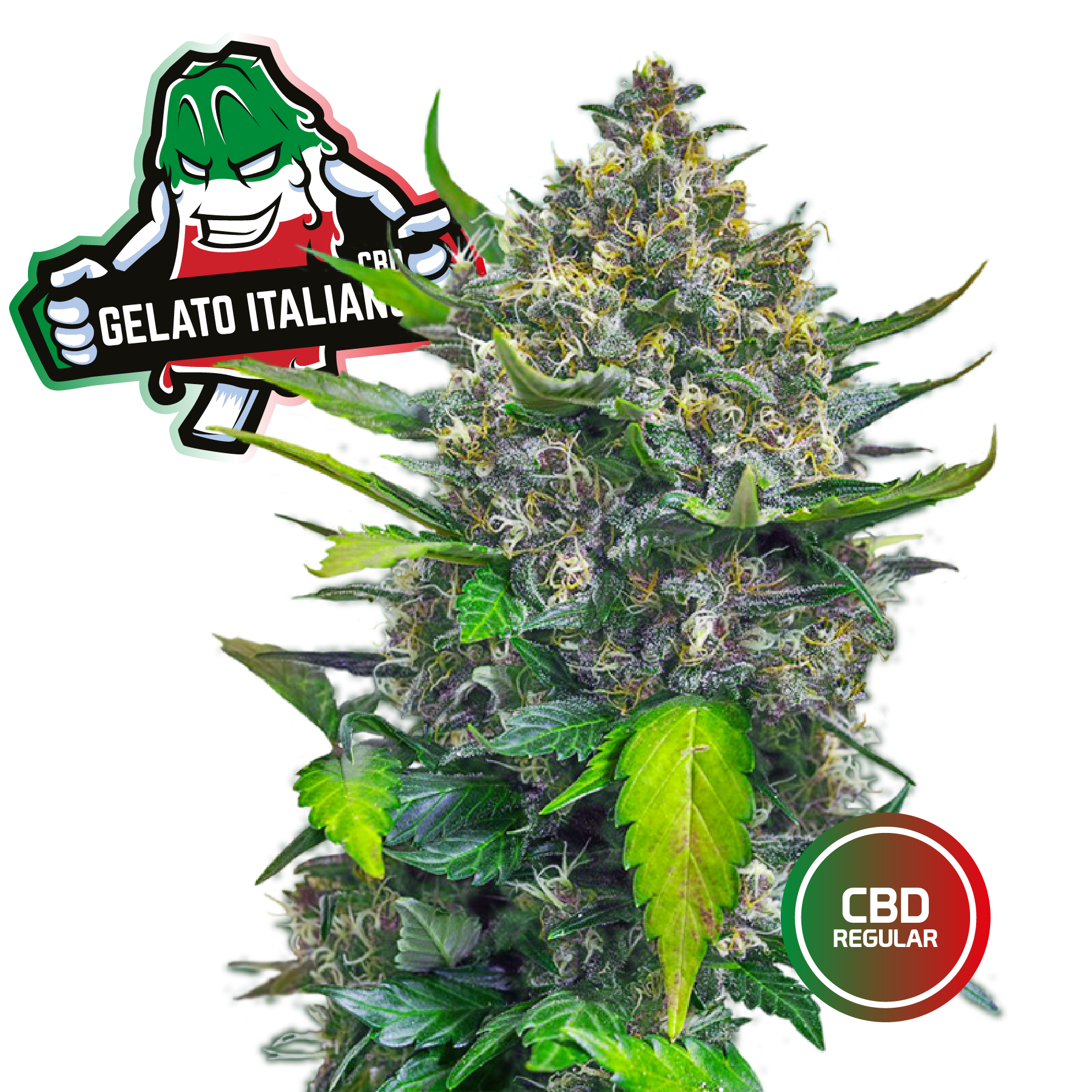 3 Semi Cannabis da Collezione Gelato Italiano CBD - mamamary