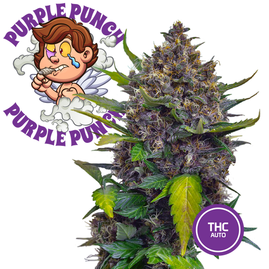 3 Semi di Cannabis da Collezione Purple Punch