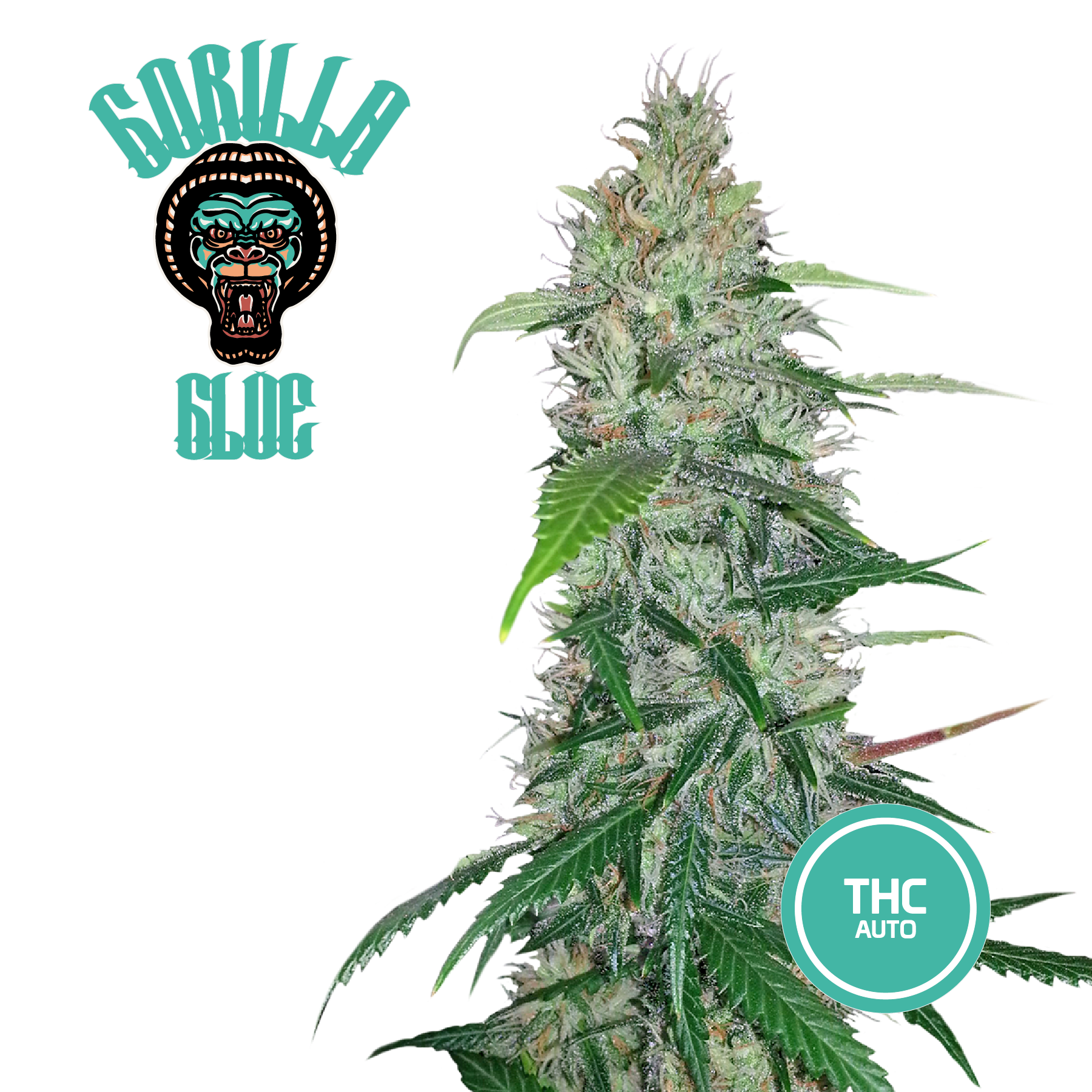 3 Semi di Cannabis da Collezione GORILLA GLUE - mamamary