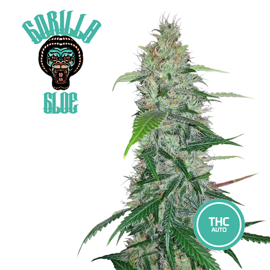 3 Semi di Cannabis da Collezione GORILLA GLUE - mamamary