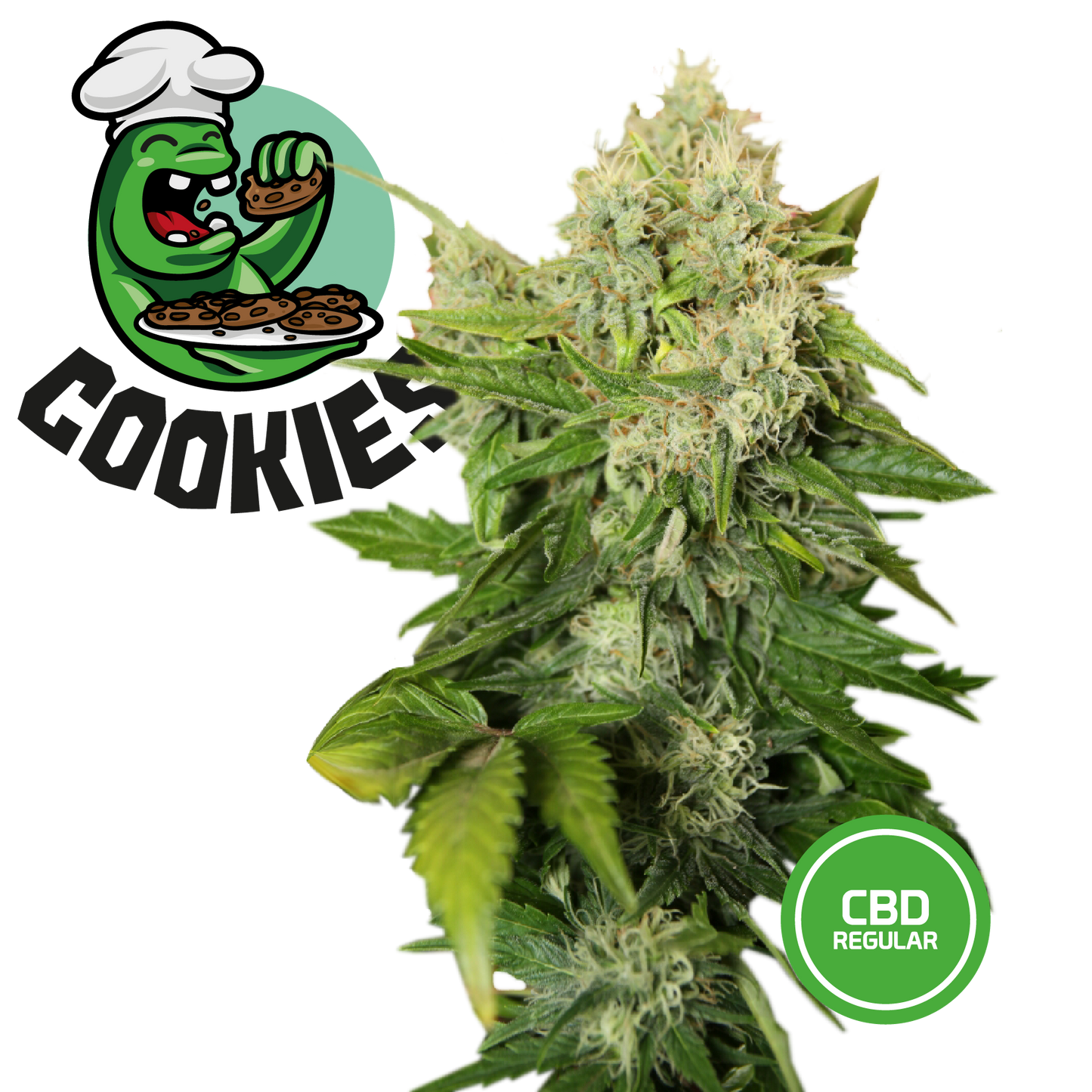 Semi Cannabis da Collezione Cookies - mamamary