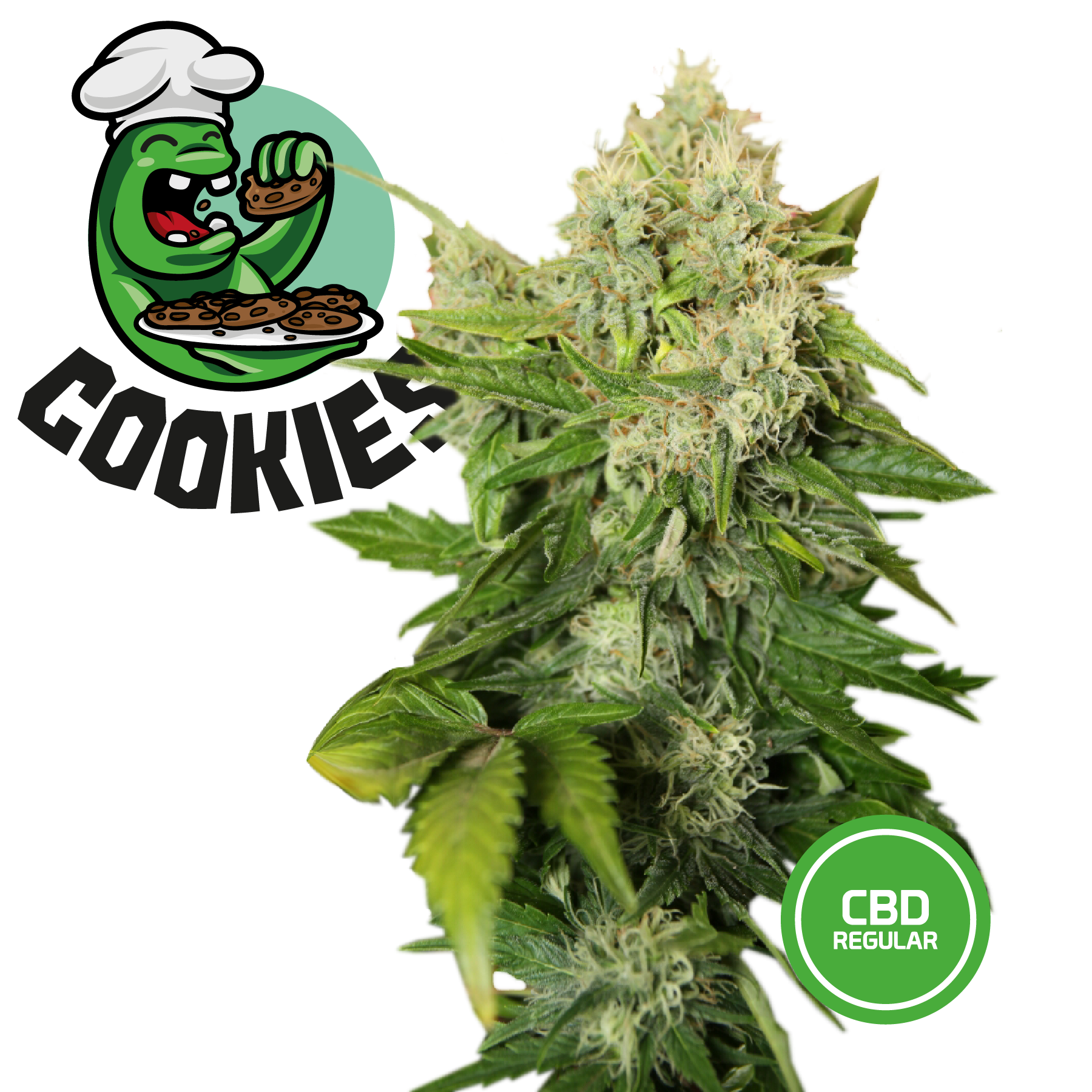 Semi Cannabis da Collezione Cookies - mamamary